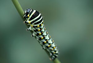 Detailed macro shot of a green and black striped Black Swallowtail caterpillar with yellow spots on a plant stem.