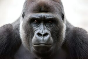 Close-up face portrait of a powerful silverback gorilla with intense eyes for mobile and desktop background