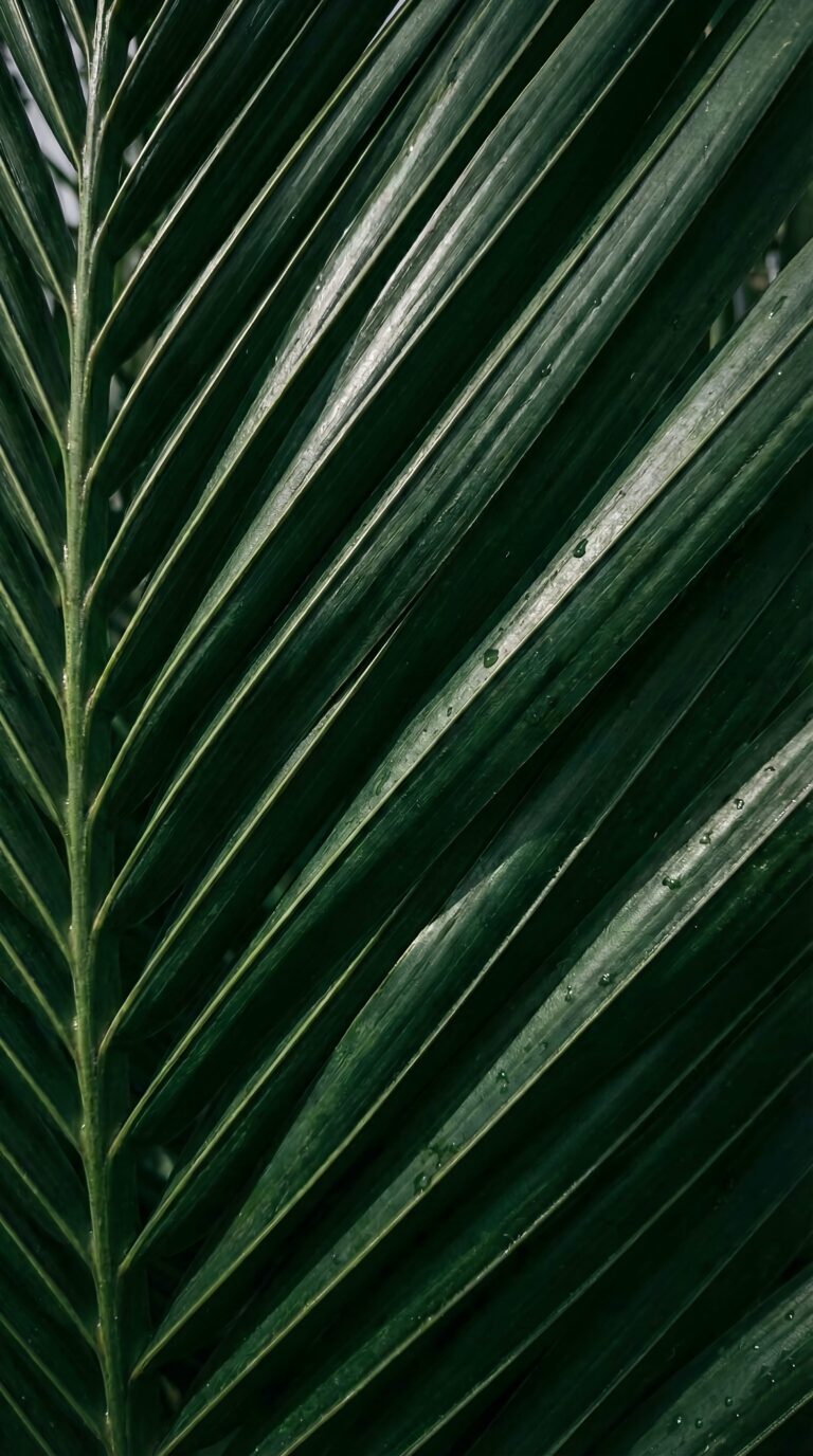 Close up macro shot of green palm leaf veins aesthetic 4K ultra HD mobile wallpaper