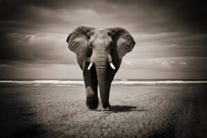 Monochrome landscape of a large African elephant walking on a dry field under a cloudy sky for mobile background