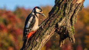 A Great Spotted Woodpecker perched on a mossy tree trunk, pecking at the bark with wood chips flying.