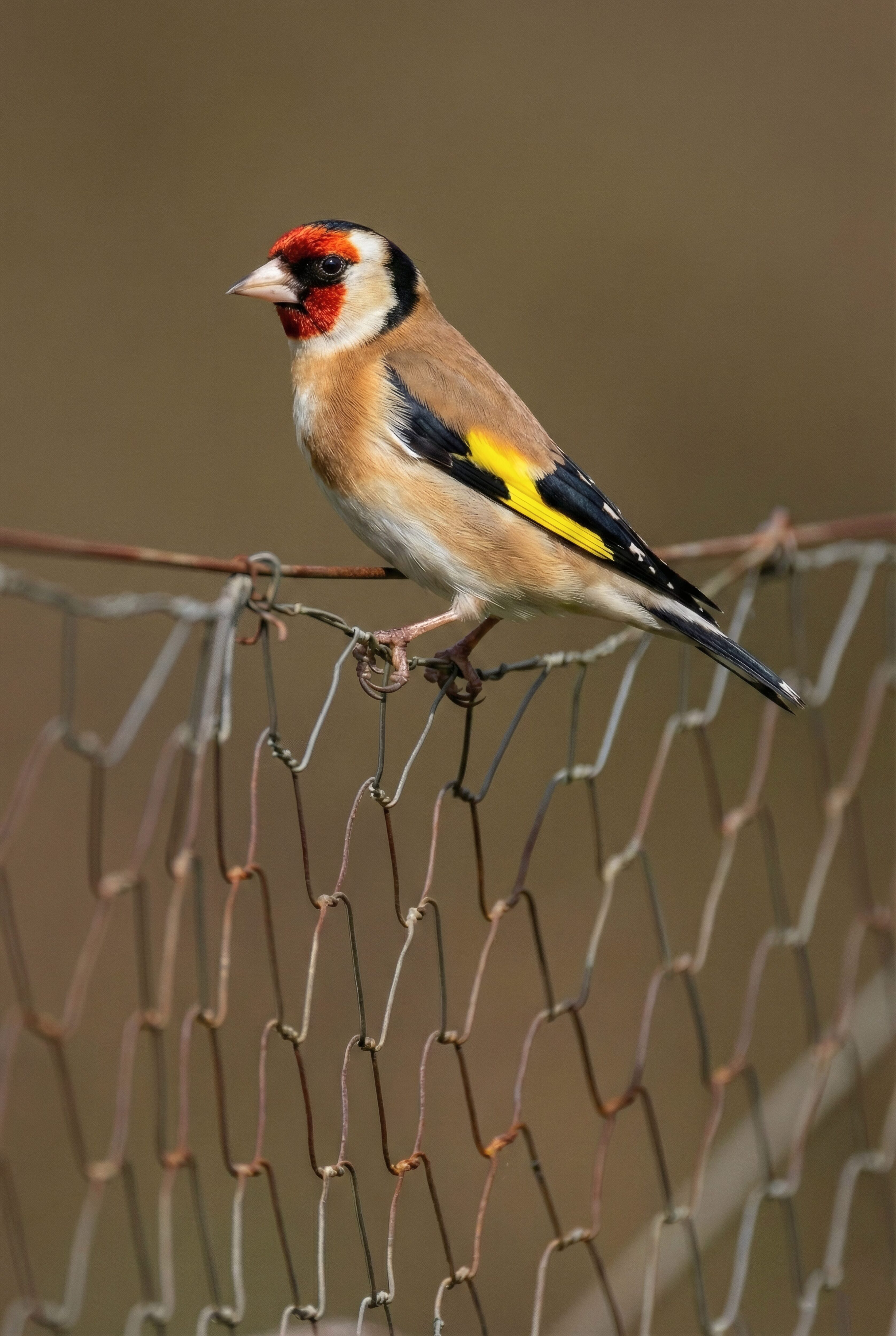 European Goldfinch (AI Digital Art)