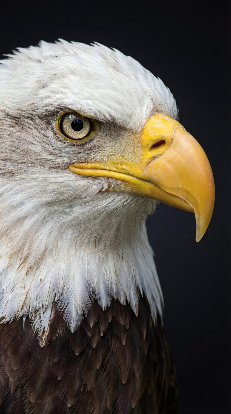 Close up portrait of a majestic bald eagle with sharp eyes on a pitch black background aesthetic 4K ultra HD mobile wallpaper