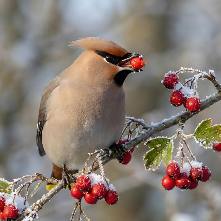 Close up of a beautiful bird eating a bright red berry on a snowy branch in winter aesthetic 4K ultra HD desktop wallpaper
