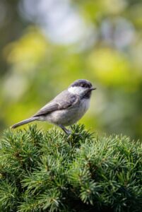 A small gray and white bird perched on a lush green evergreen branch.