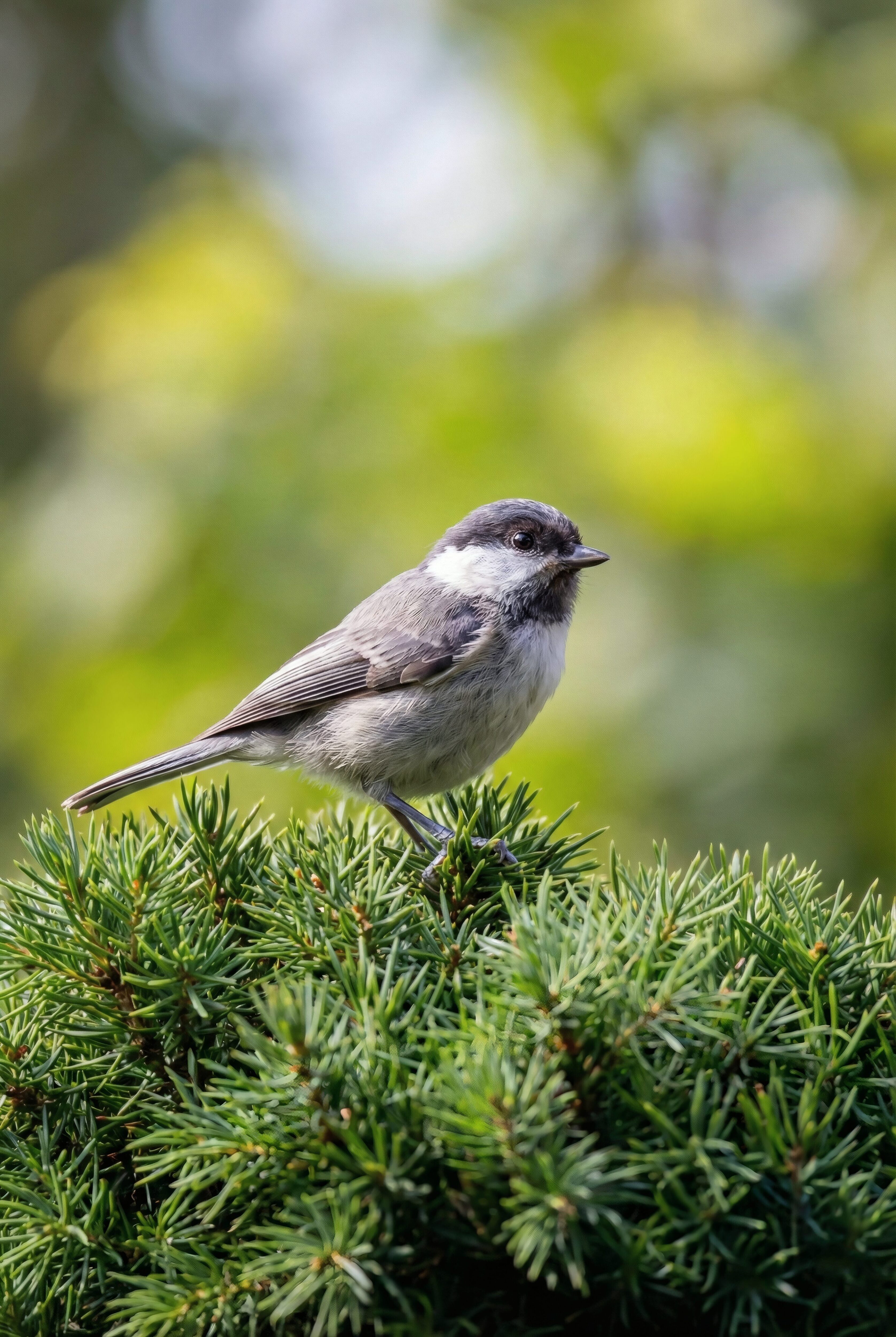Coal Tit on Branch (AI Digital Art)