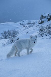 Fluffy white arctic fox sitting in a snowy winter landscape 4k mobile wallpaper