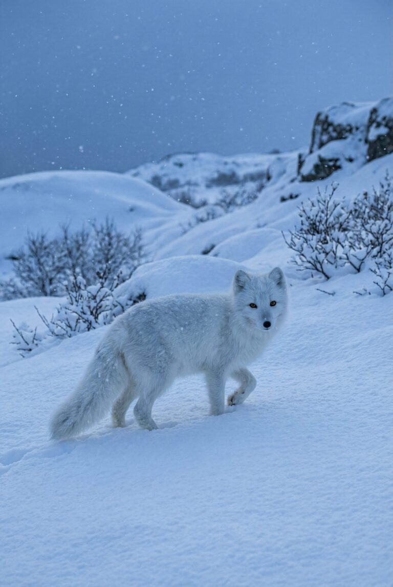 Highly detailed digital art of a beautiful arctic fox standing in a pristine snow covered winter landscape aesthetic 4K ultra HD mobile wallpaper