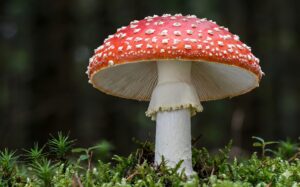 Close-up of a red mushroom with white spots growing in green moss against a dark forest background.