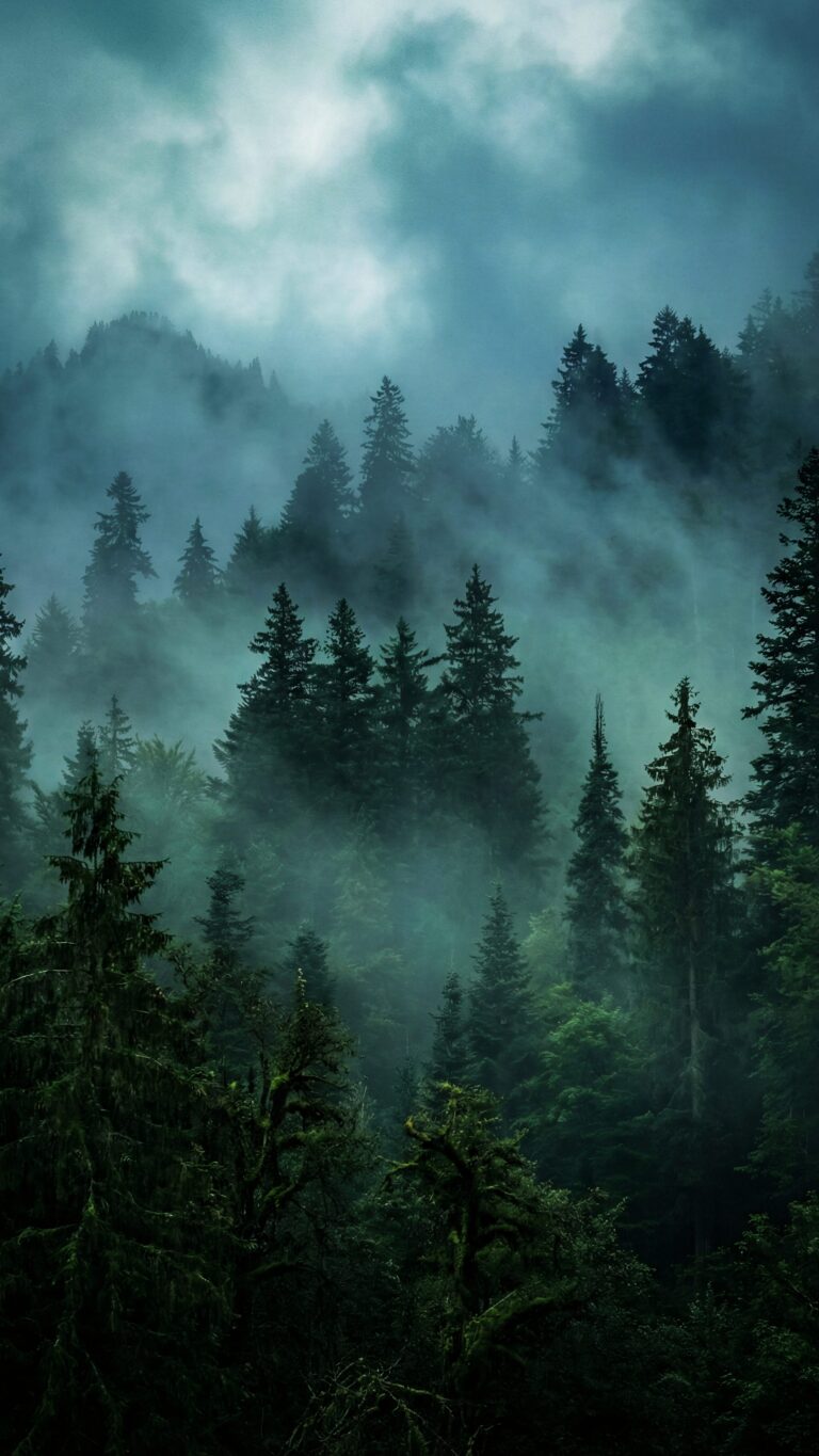 Highly detailed digital render of a dark moody pine forest covered in thick fog aesthetic 4K ultra HD mobile wallpaper