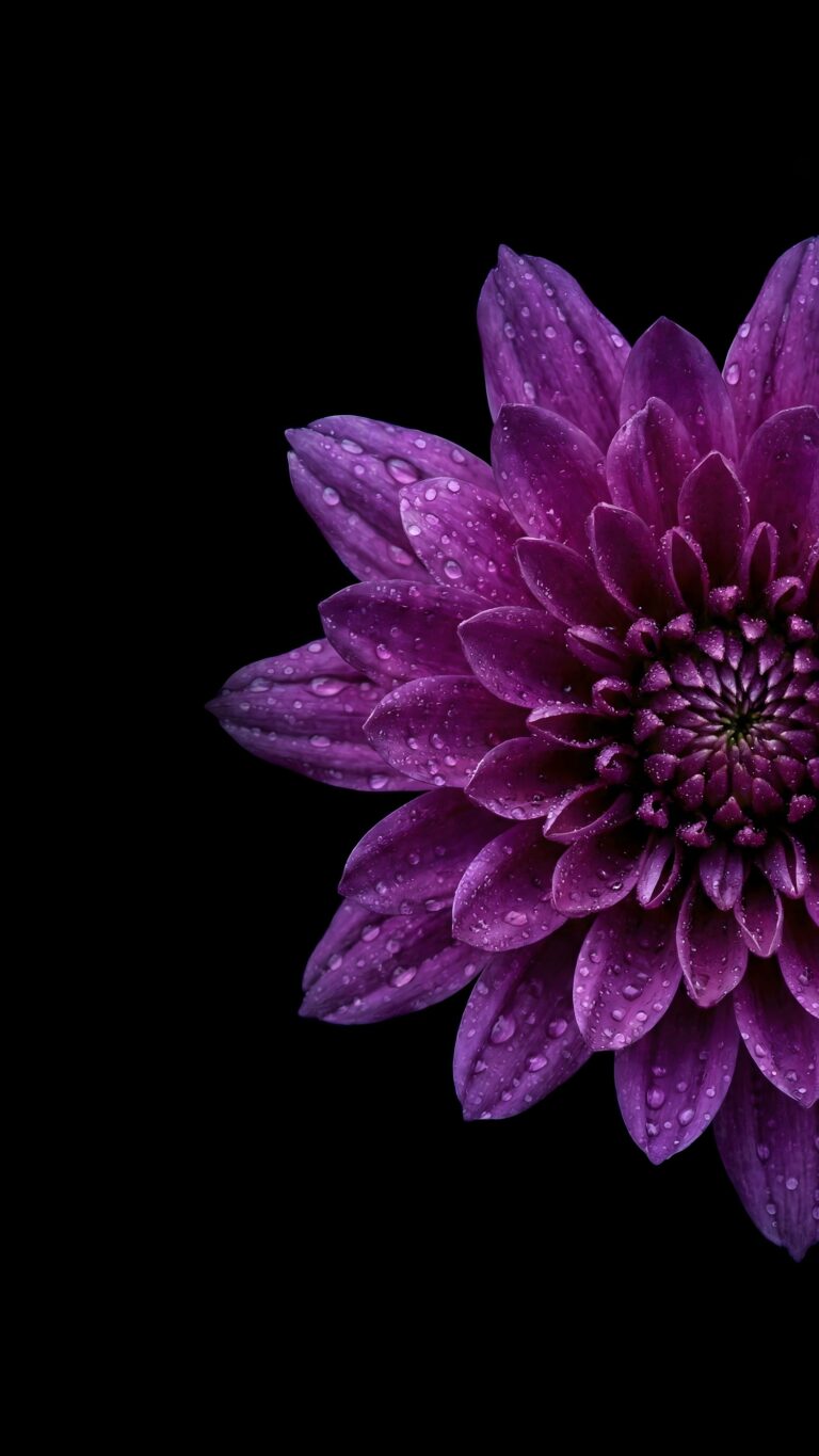 Highly detailed digital render of a half deep purple flower with fresh water dew drops on its petals against a pure pitch black background minimalist nature aesthetic 4K ultra HD mobile wallpaper