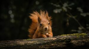 Close-up wildlife photography of a cute red squirrel holding a nut, sitting on a mossy log with a dark blurred forest background, sharp focus, cinematic lighting, 4K nature wallpaper