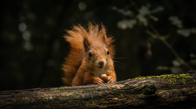 Highly detailed digital render of a cute red squirrel sitting on a mossy tree log holding a nut against a dark forest background aesthetic 4K ultra HD PC desktop wallpaper