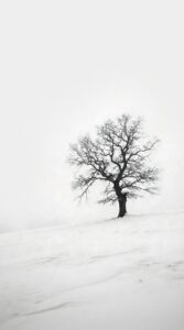 Vertical minimalist nature photography of a leafless solitary oak tree standing on a snowy hill, white foggy background, high-key bright aesthetic, calm winter scene, 4K wallpaper
