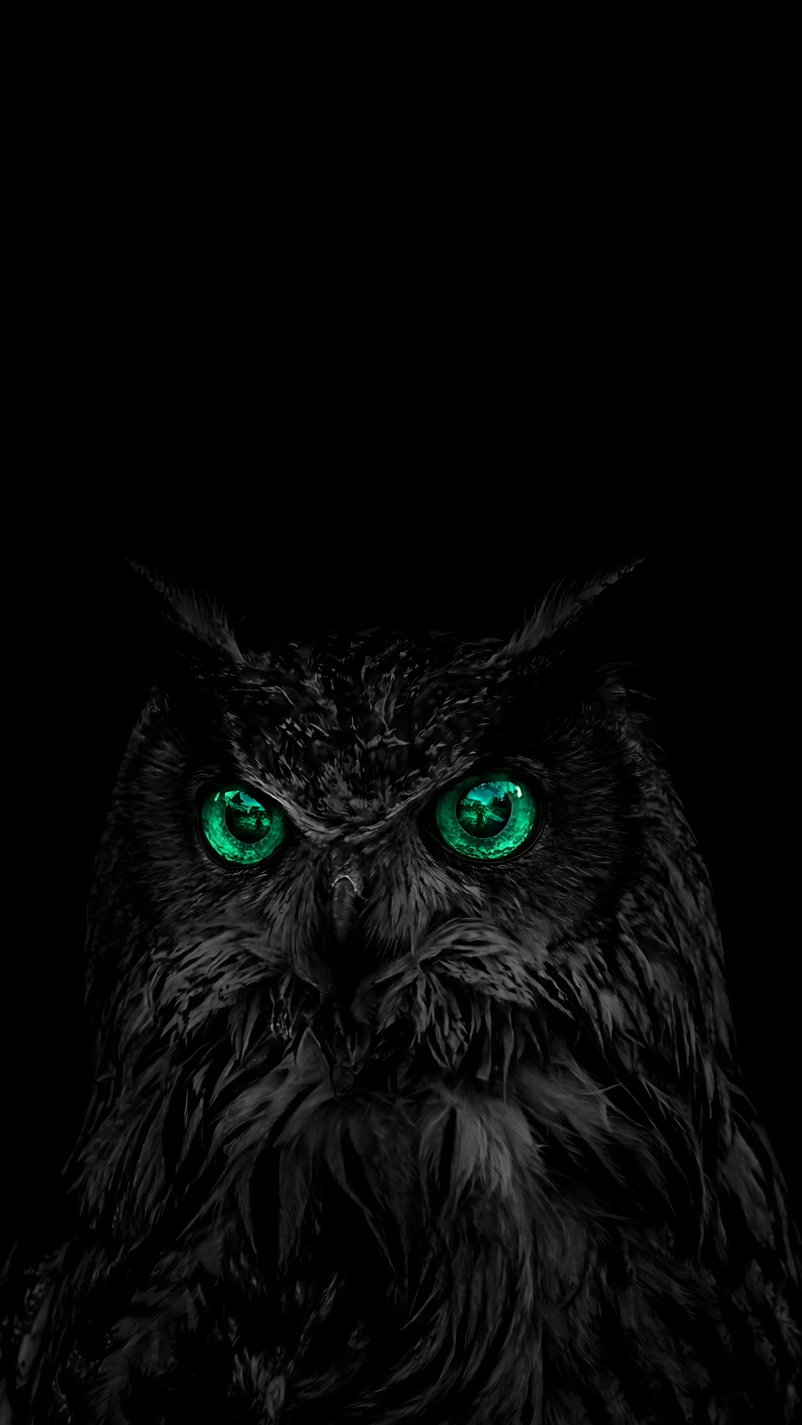 Stealth Black Owl 4K AMOLED Wallpaper