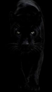 Download free 4K wallpaper of a black panther face with intense glowing eyes emerging from a solid black background, optimized for AMOLED mobile screens