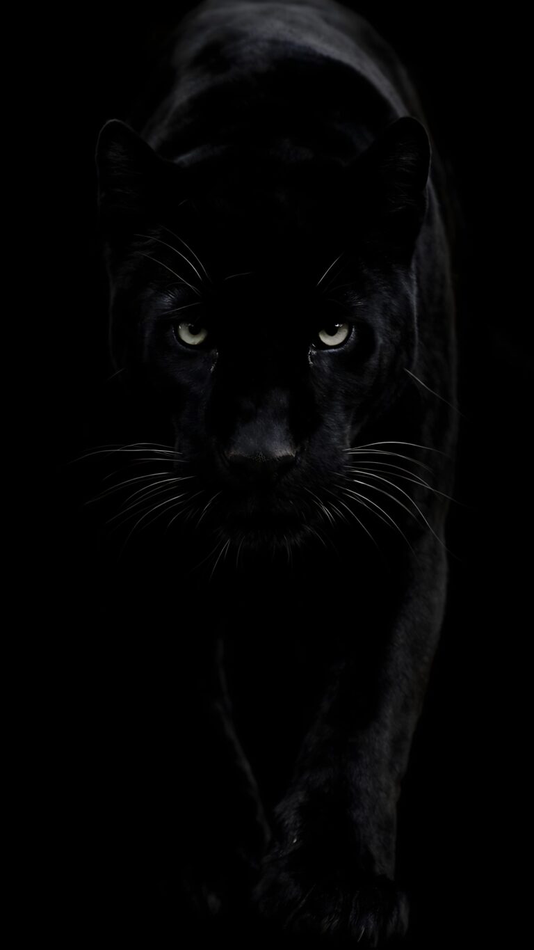 Download free 4K wallpaper of a black panther face with intense glowing eyes emerging from a solid black background, optimized for AMOLED mobile screens