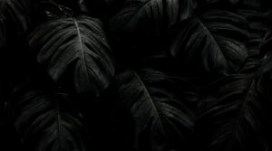 Dark Black Leaves Water Drops AMOLED Wallpaper 4K, moody macro photography of large tropical monstera leaves in pure black with realistic morning dew and rain water droplets.