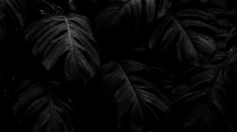 Highly detailed macro photography of dark black tropical leaves covered in water droplets moody minimalist nature aesthetic 4K ultra HD PC desktop wallpaper
