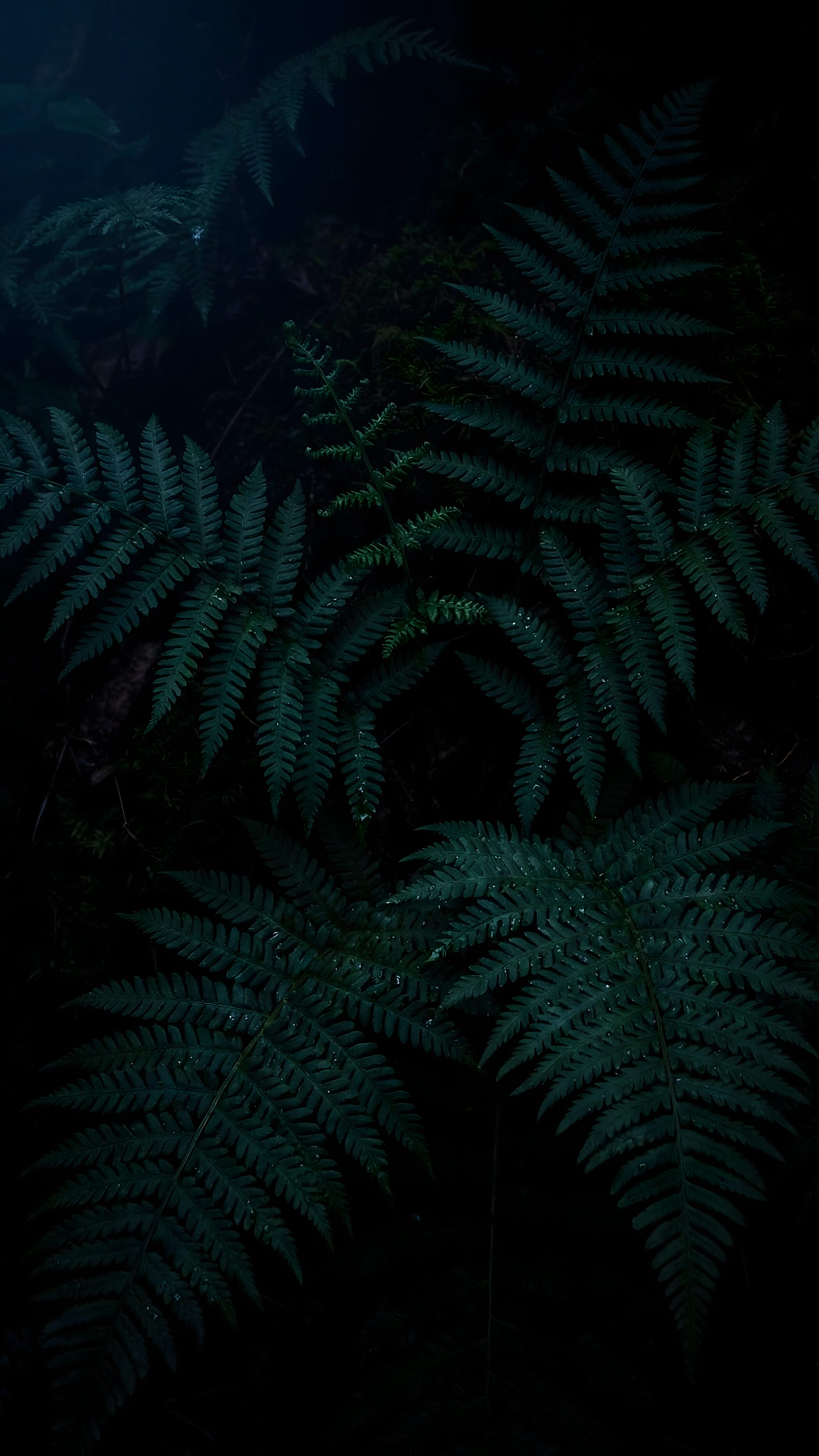 Dark Forest Fern Wallpaper 4K, moody dark green nature digital art featuring macro fern leaves with crisp water droplets in a midnight jungle, pitch-black AMOLED background.