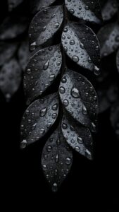 Close up macro photography of dark black leaves covered in fresh water drops aesthetic 4K ultra HD mobile wallpaper