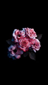 Download free 4K mobile wallpaper of beautiful pink and dark red roses glowing against a pure pitch-black AMOLED background for a moody and elegant aesthetic.