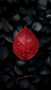 Download free 4K mobile wallpaper featuring a vibrant red leaf covered in fresh water droplets resting beautifully on a bed of dark black leaves