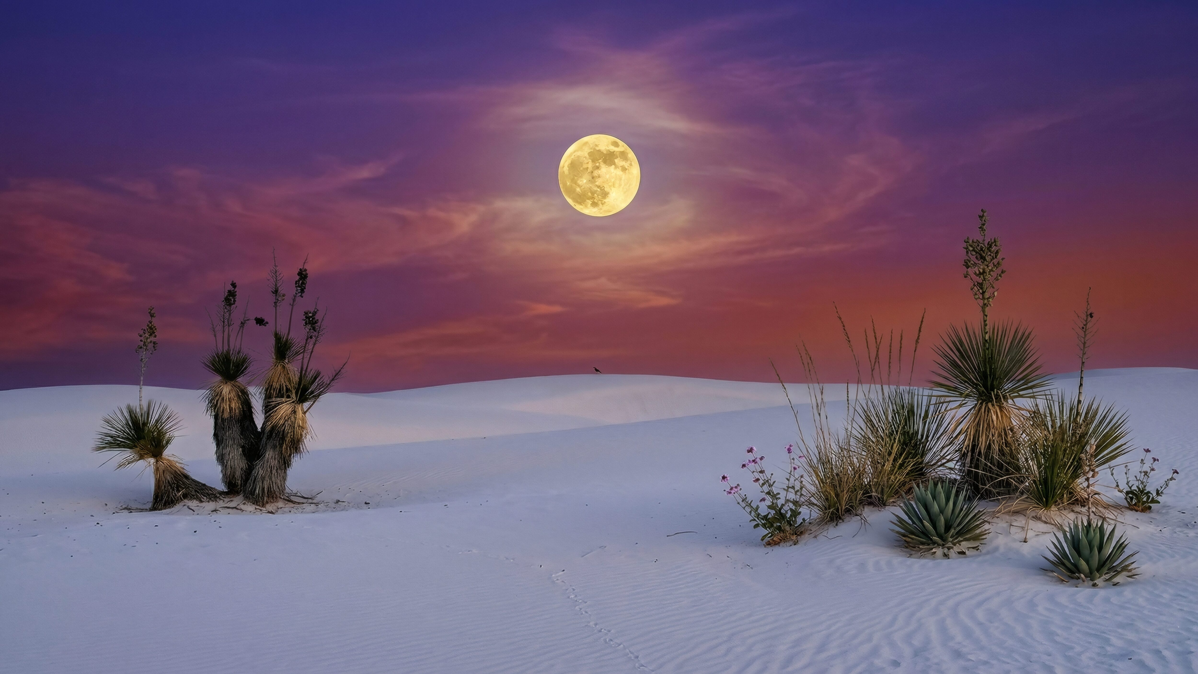A high-resolution 4K desktop wallpaper featuring white sand dunes, desert yucca plants, and a large full moon under a vibrant purple and orange sunset sky.