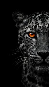 A high-resolution 4K black and white mobile wallpaper of a leopard's face with a single glowing orange eye against a solid black background.