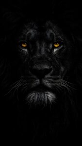 A high-resolution 4K mobile wallpaper of a majestic black lion's face with glowing golden eyes on a pure black background.