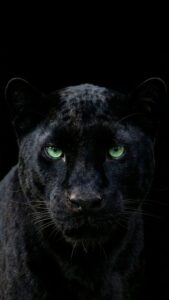 4K mobile wallpaper of a majestic black panther with piercing green eyes emerging from a pitch-black background, perfect for AMOLED screens.