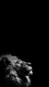 A black and white mobile wallpaper of a lion looking up into a pure black background.