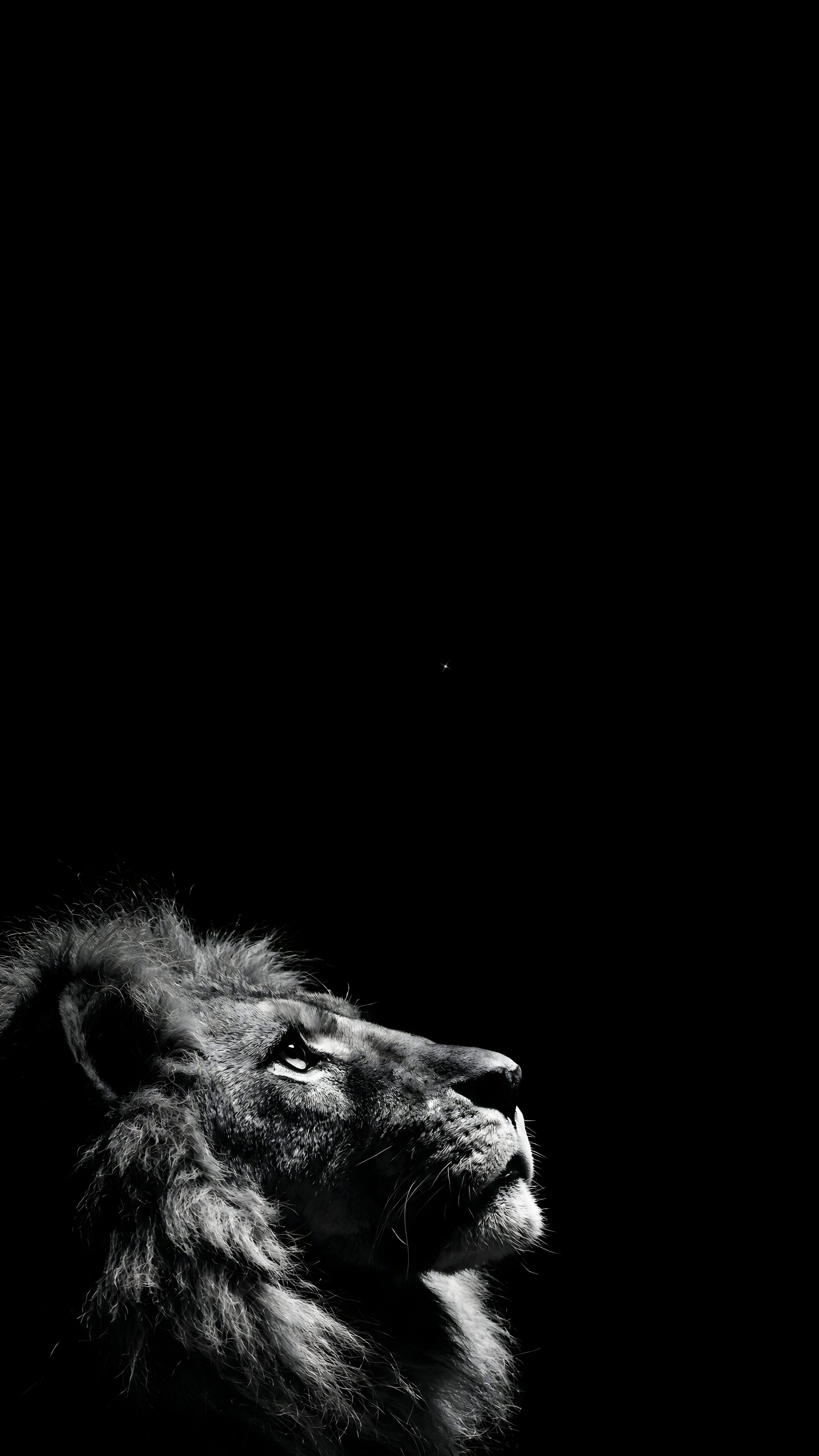 A black and white mobile wallpaper of a lion looking up into a pure black background.