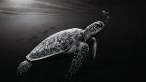 A high-resolution 4K black and white desktop wallpaper of a sea turtle swimming underwater with light rays and bubbles against a dark background.