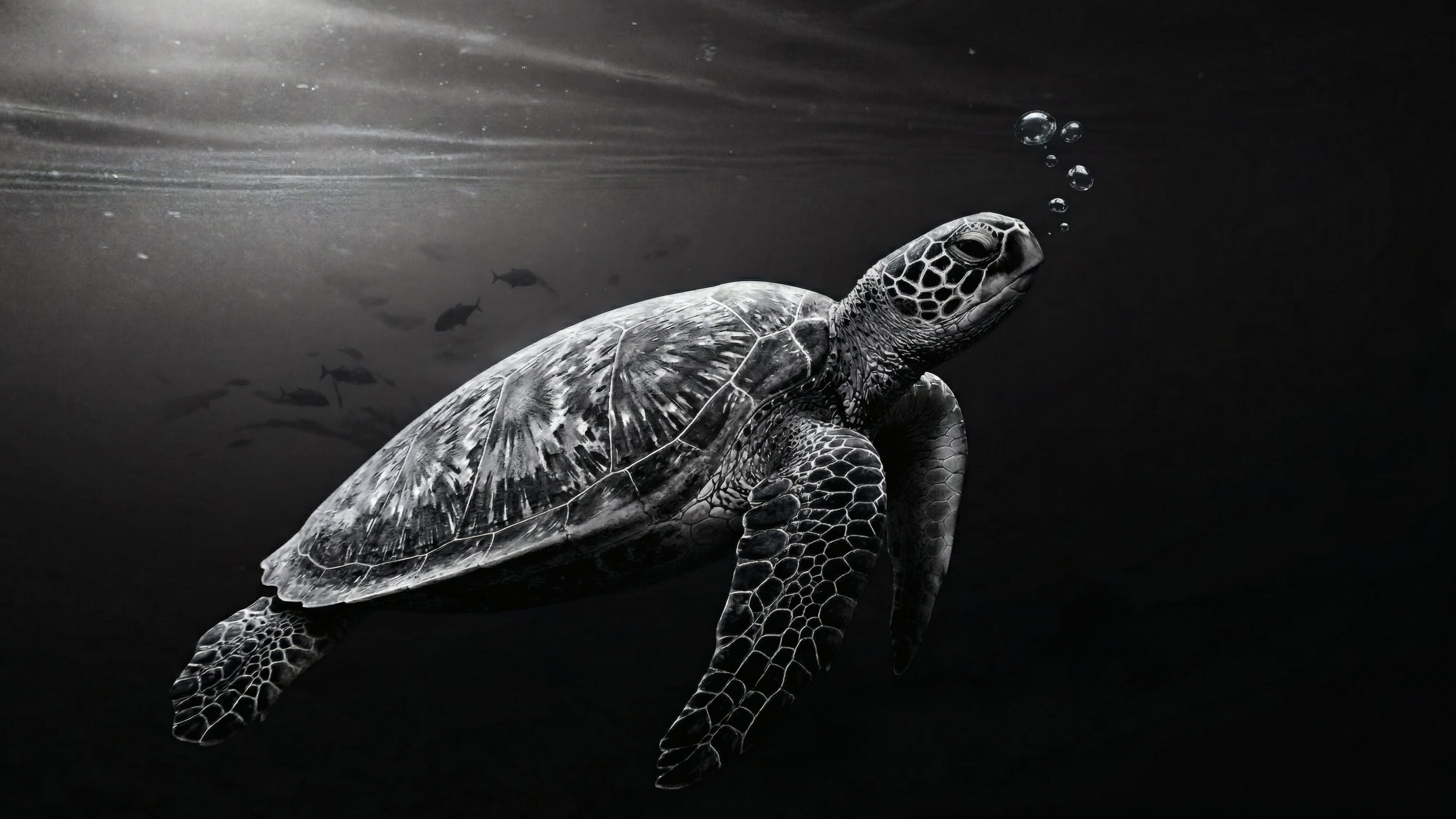 A high-resolution 4K black and white desktop wallpaper of a sea turtle swimming underwater with light rays and bubbles against a dark background.