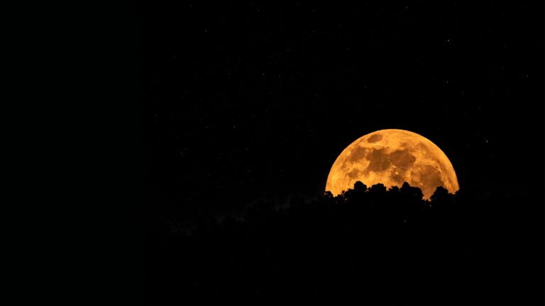 Sharp 4K desktop wallpaper of a massive glowing golden moon rising behind dark tree silhouettes in a starry night sky.