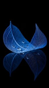 A high-contrast 4K AMOLED mobile wallpaper featuring transparent blue skeleton leaves and water droplets against a pure black background.