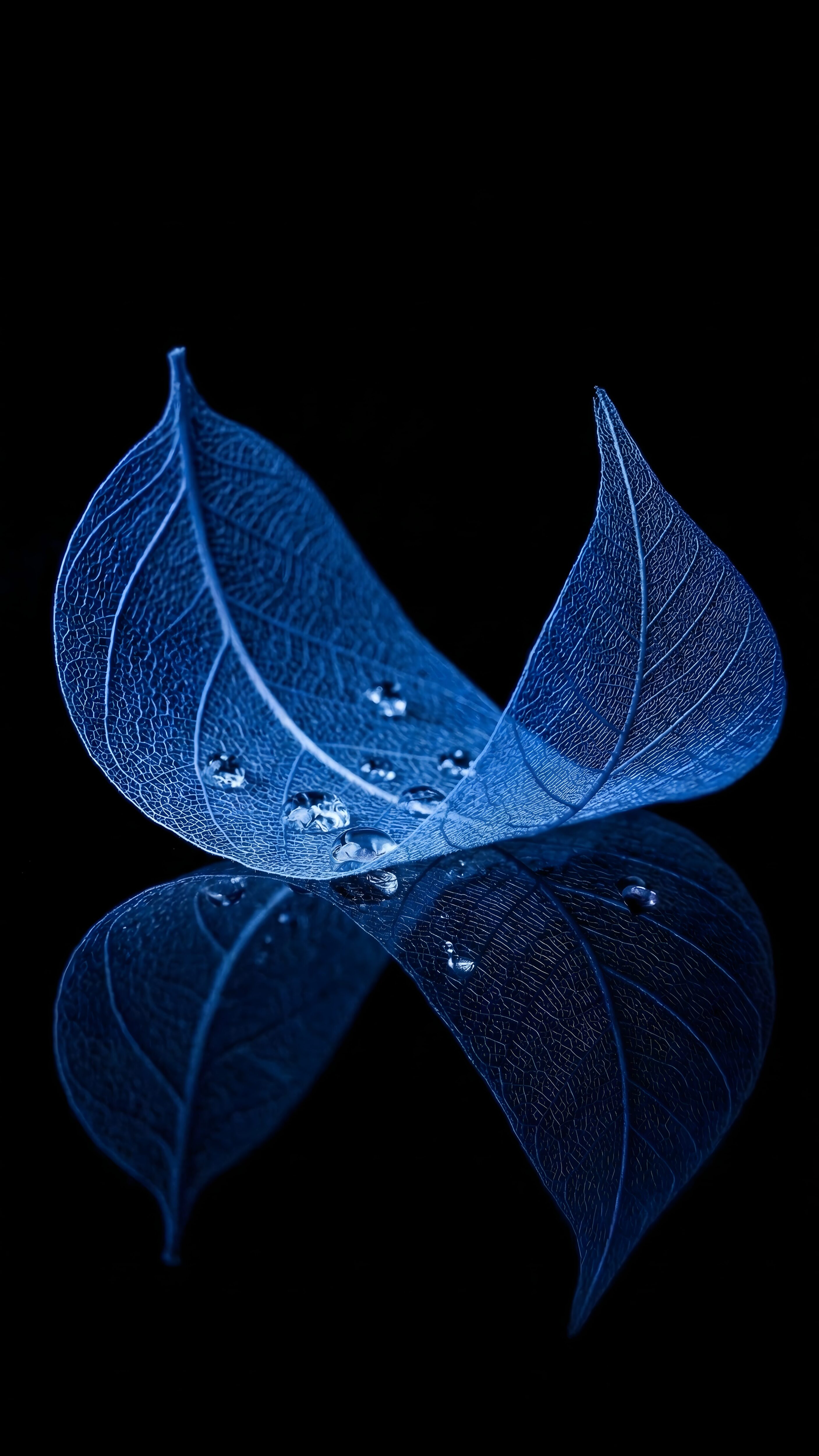 A high-contrast 4K AMOLED mobile wallpaper featuring transparent blue skeleton leaves and water droplets against a pure black background.