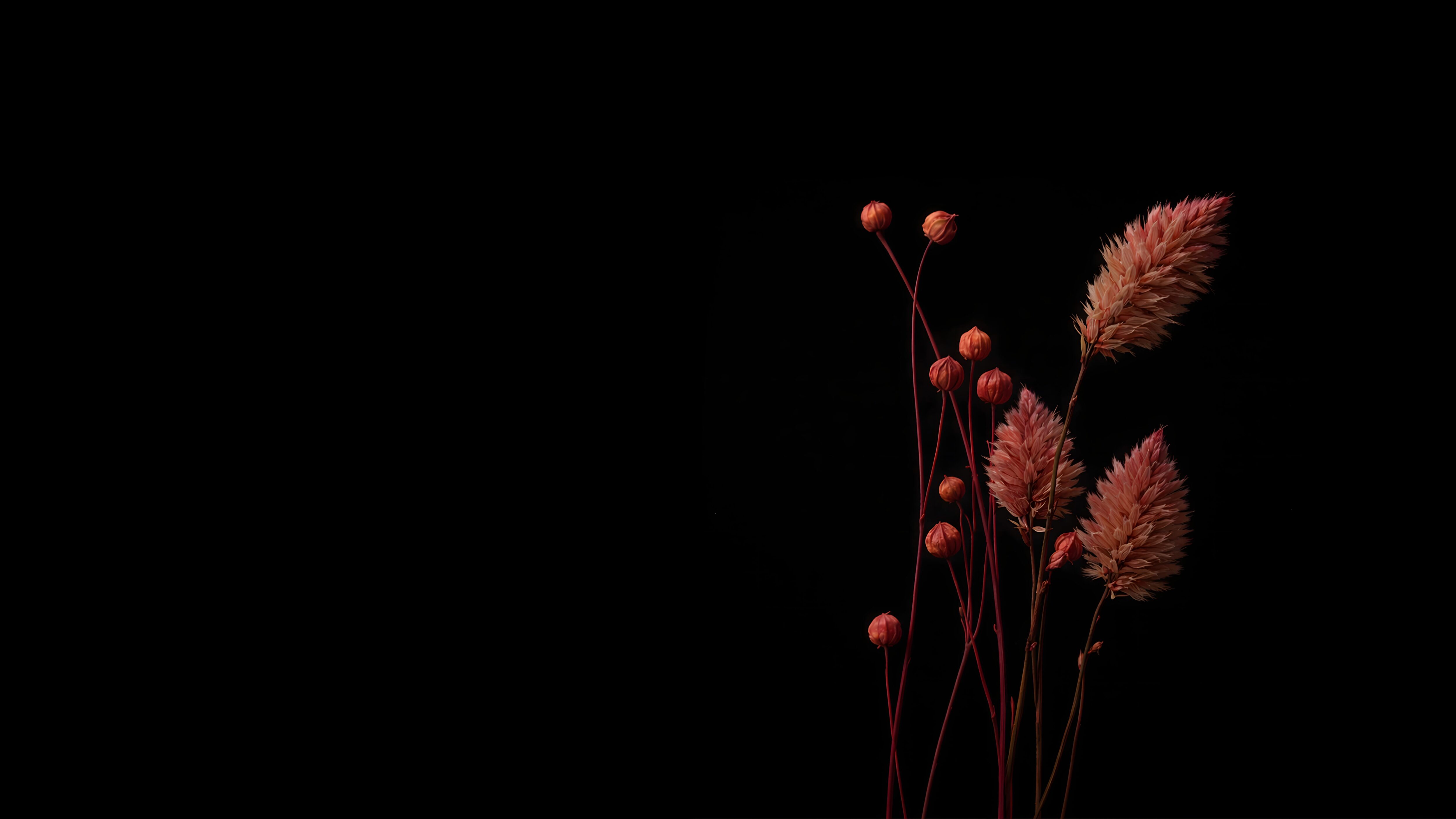 4K desktop wallpaper featuring minimalist dried red flowers and grasses against a true pitch-black AMOLED background, leaving empty space on the left.