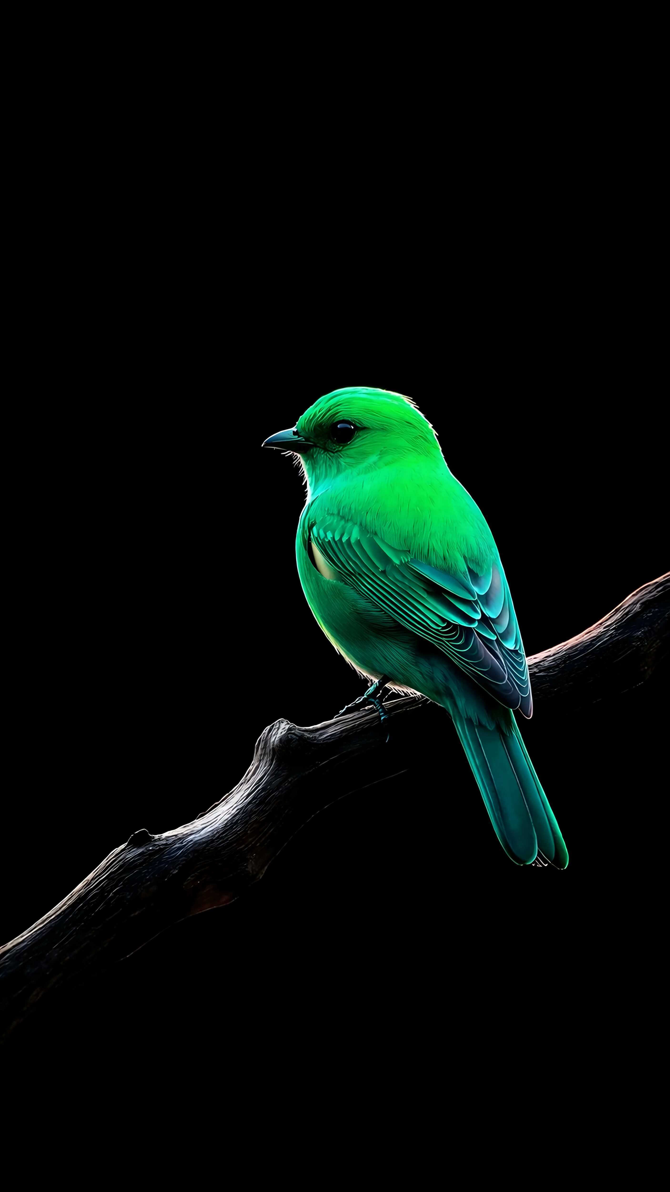 A stunningly sharp close-up of a bright emerald green bird perched on a dark wooden branch against a solid black background, perfect for AMOLED mobile screens.