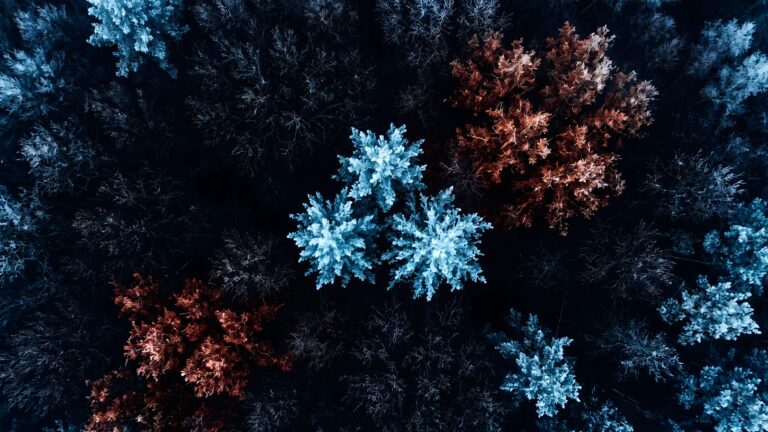 Aerial view of a dark forest featuring striking contrasts of ice-blue frosted trees and warm bronze autumn foliage.