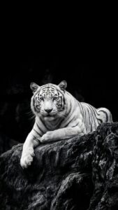 Black and white high-contrast image of a white tiger resting majestically on a dark rock.