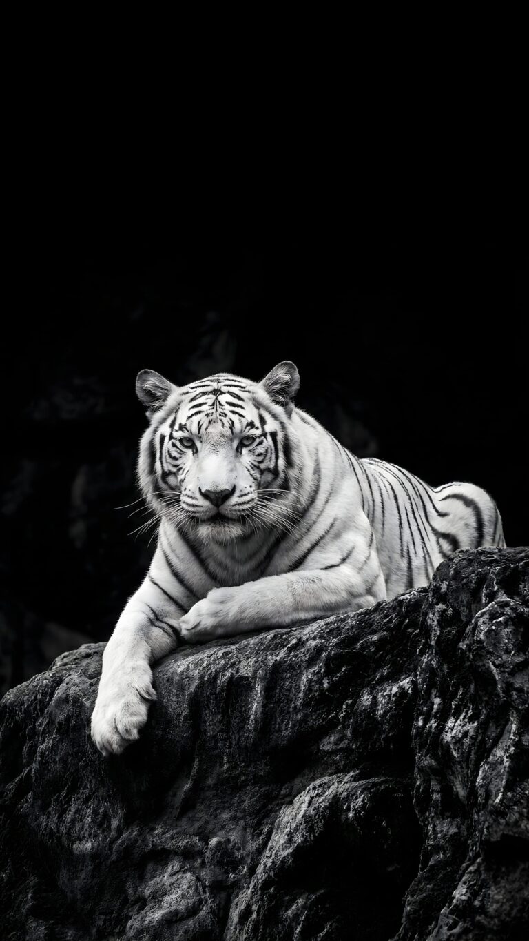 Black and white high-contrast image of a white tiger resting majestically on a dark rock.