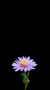 A vibrant purple flower with a yellow center standing out against a pure pitch-black background.