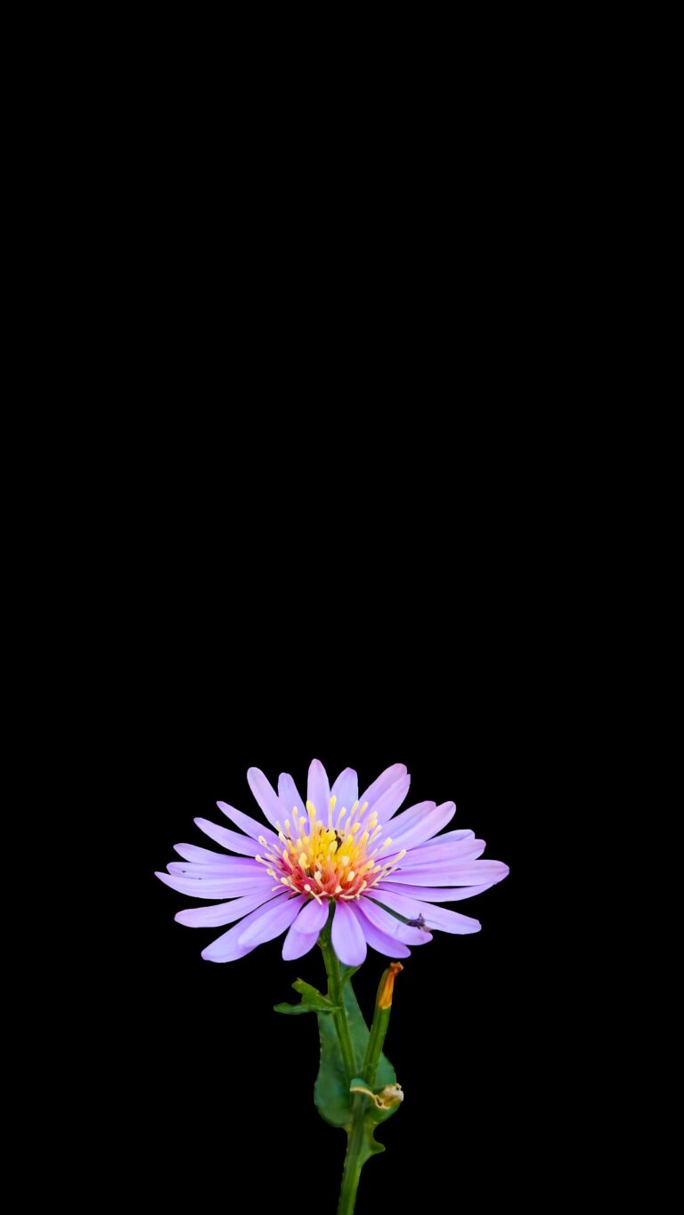 A vibrant purple flower with a yellow center standing out against a pure pitch-black background.