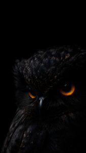 Close-up vertical portrait of a mysterious black owl with glowing orange eyes against a deep black background for smartphone screens.