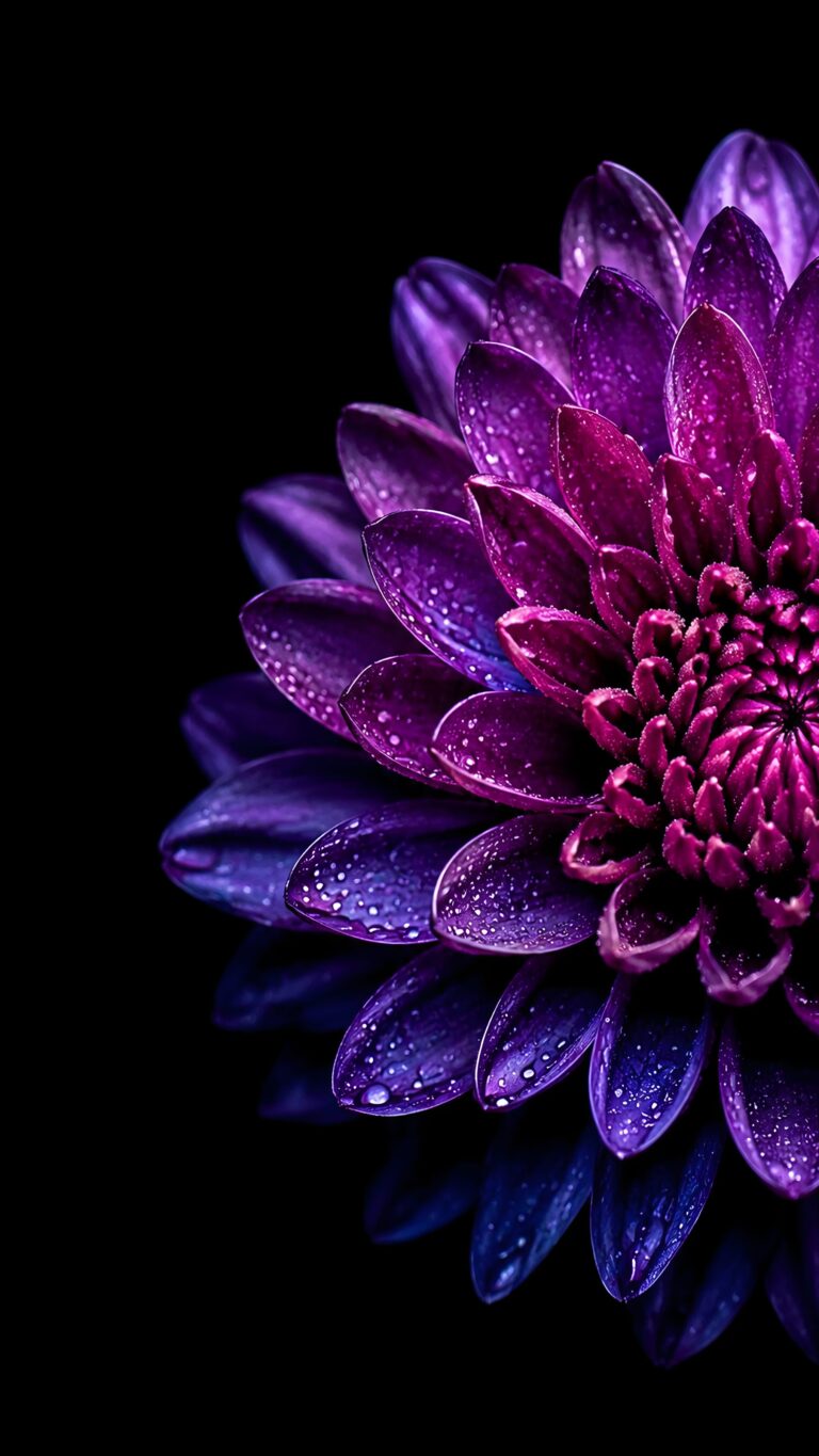 Close-up macro photography of a vibrant purple dahlia flower covered in water droplets against a solid black background.
