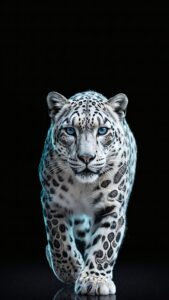 A majestic snow leopard with striking blue eyes walking forward against a pitch-black background.