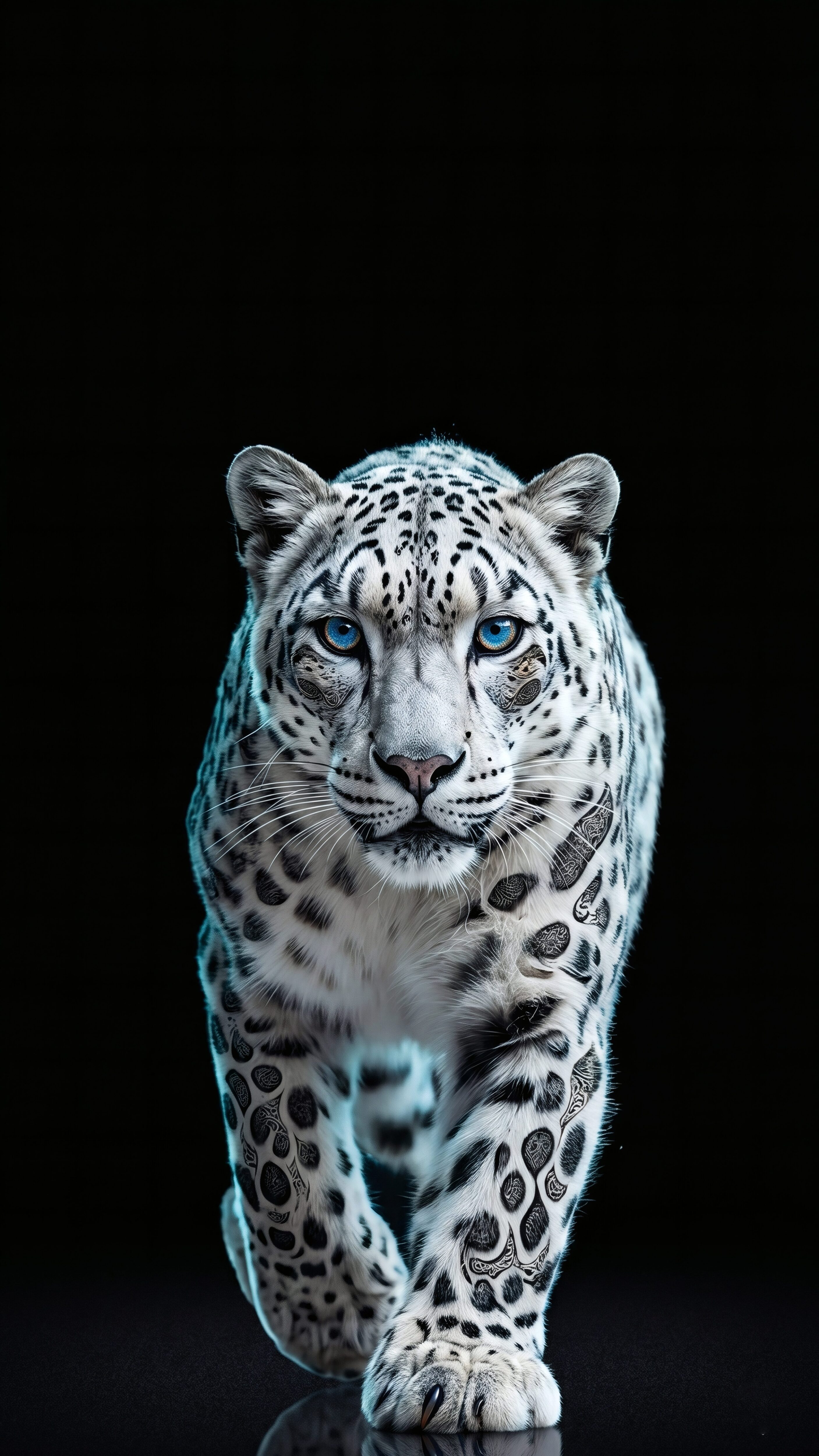 A majestic snow leopard with striking blue eyes walking forward against a pitch-black background.