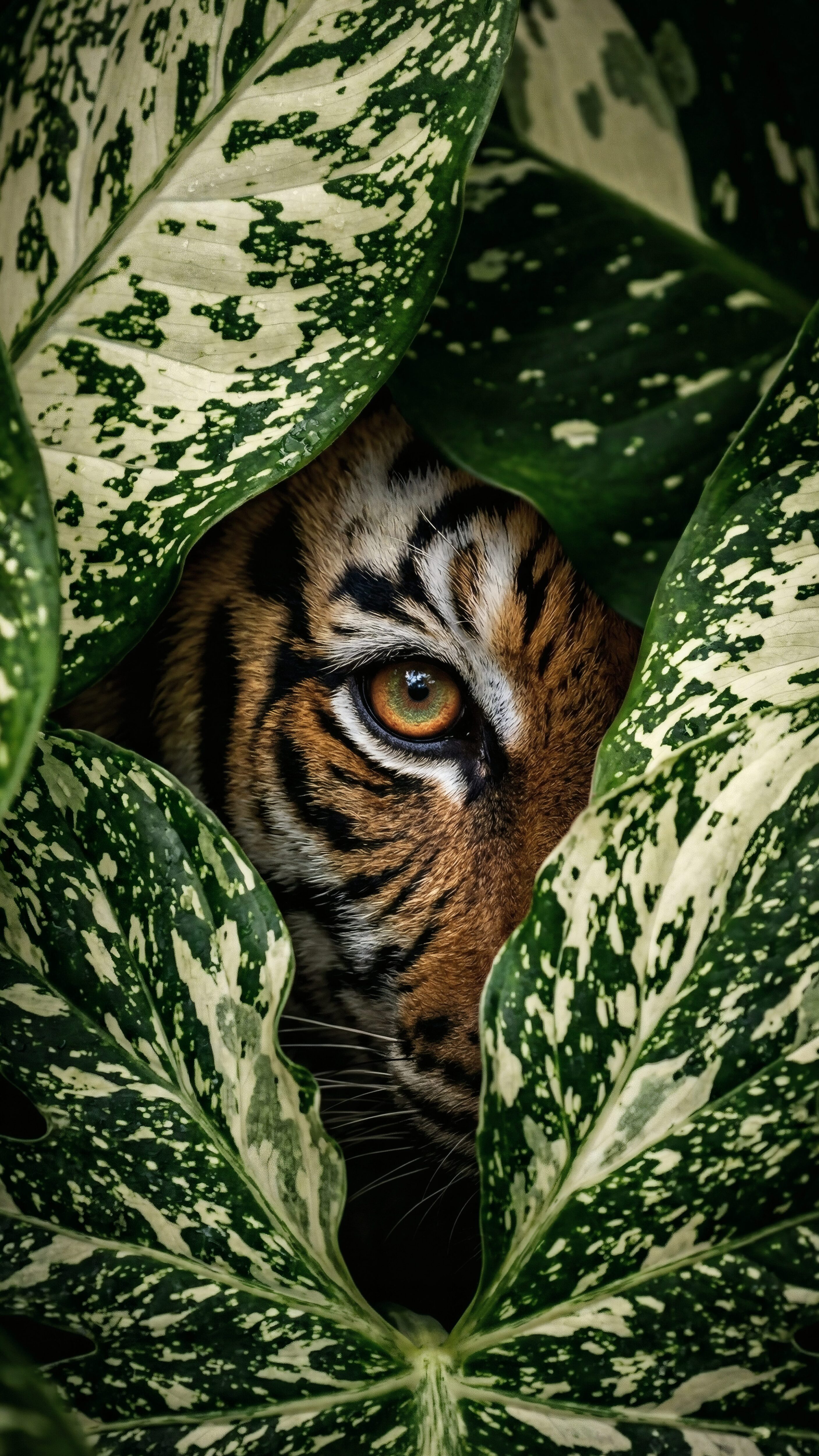 Close up of a wild tiger's bright orange eye peeking through lush green and white tropical leaves.